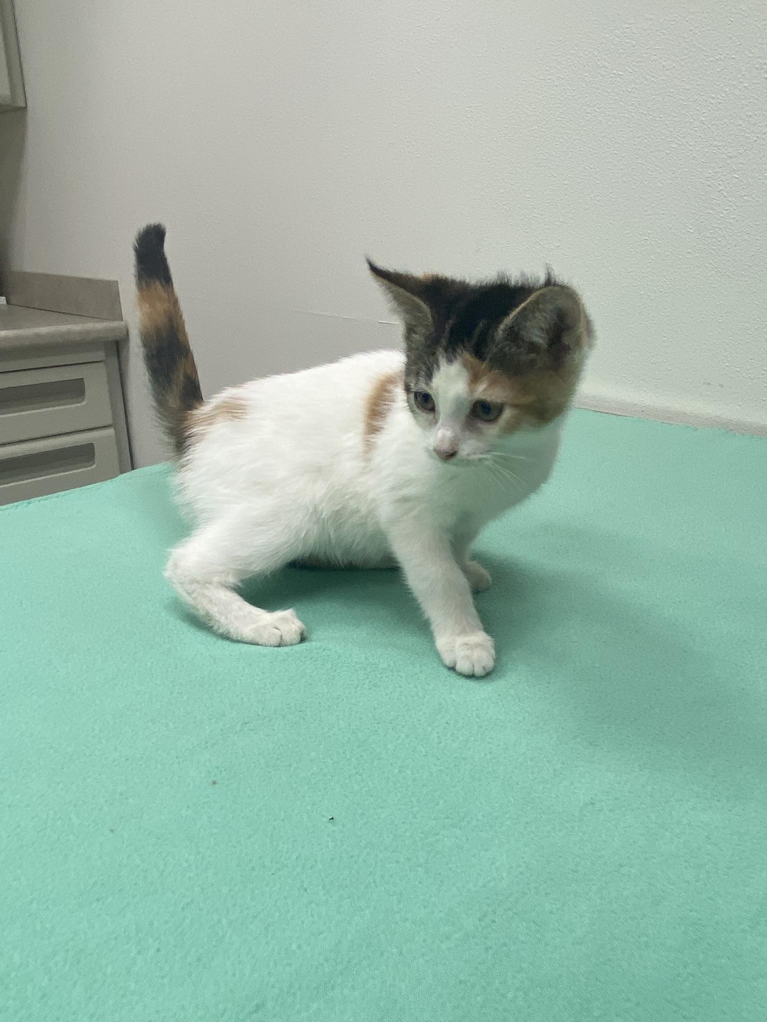 Enlarge #689 - Dolly, a Adopted Domestic Short Hair in Sunset Hills, MO image 4/4