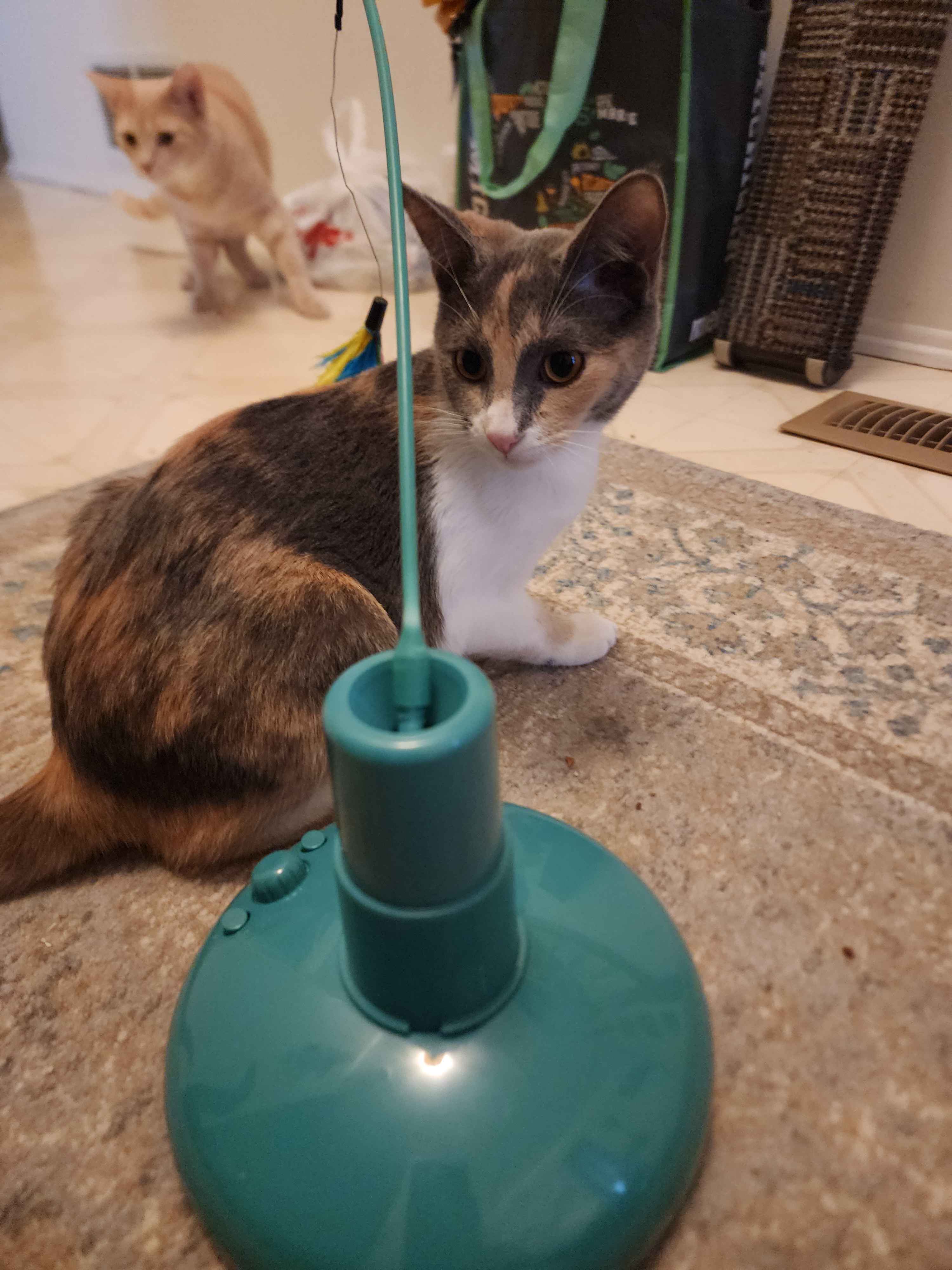 Enlarge Daisy, a Adoptable Domestic Short Hair in Novi, MI image 4/4