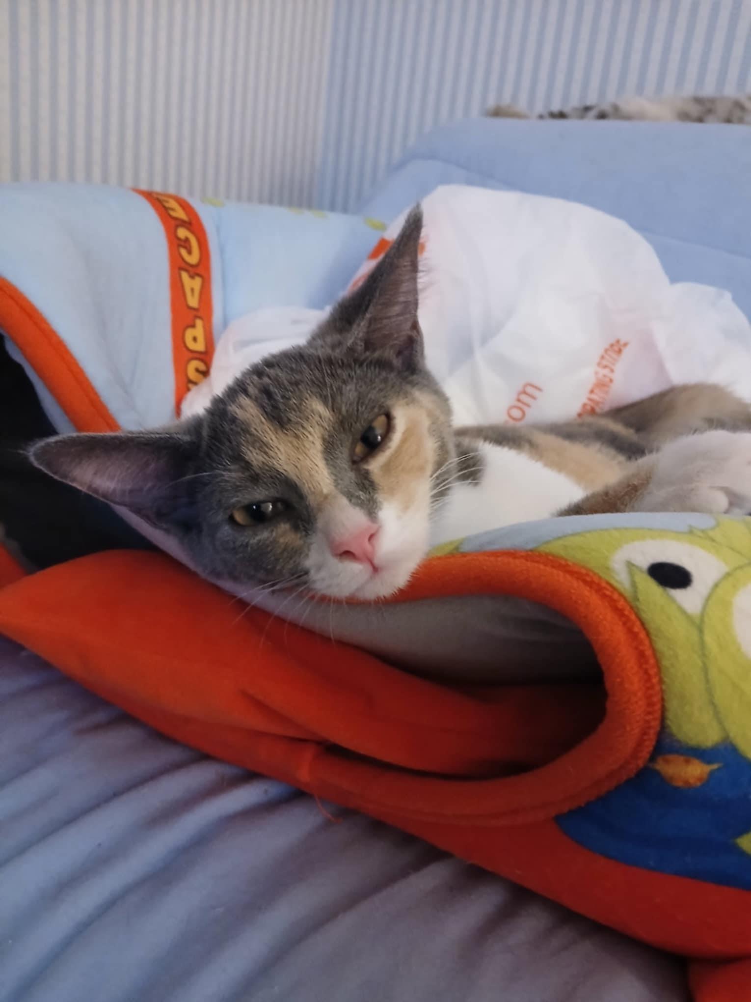 Enlarge Daisy, a Adoptable Domestic Short Hair in Novi, MI image 1/4