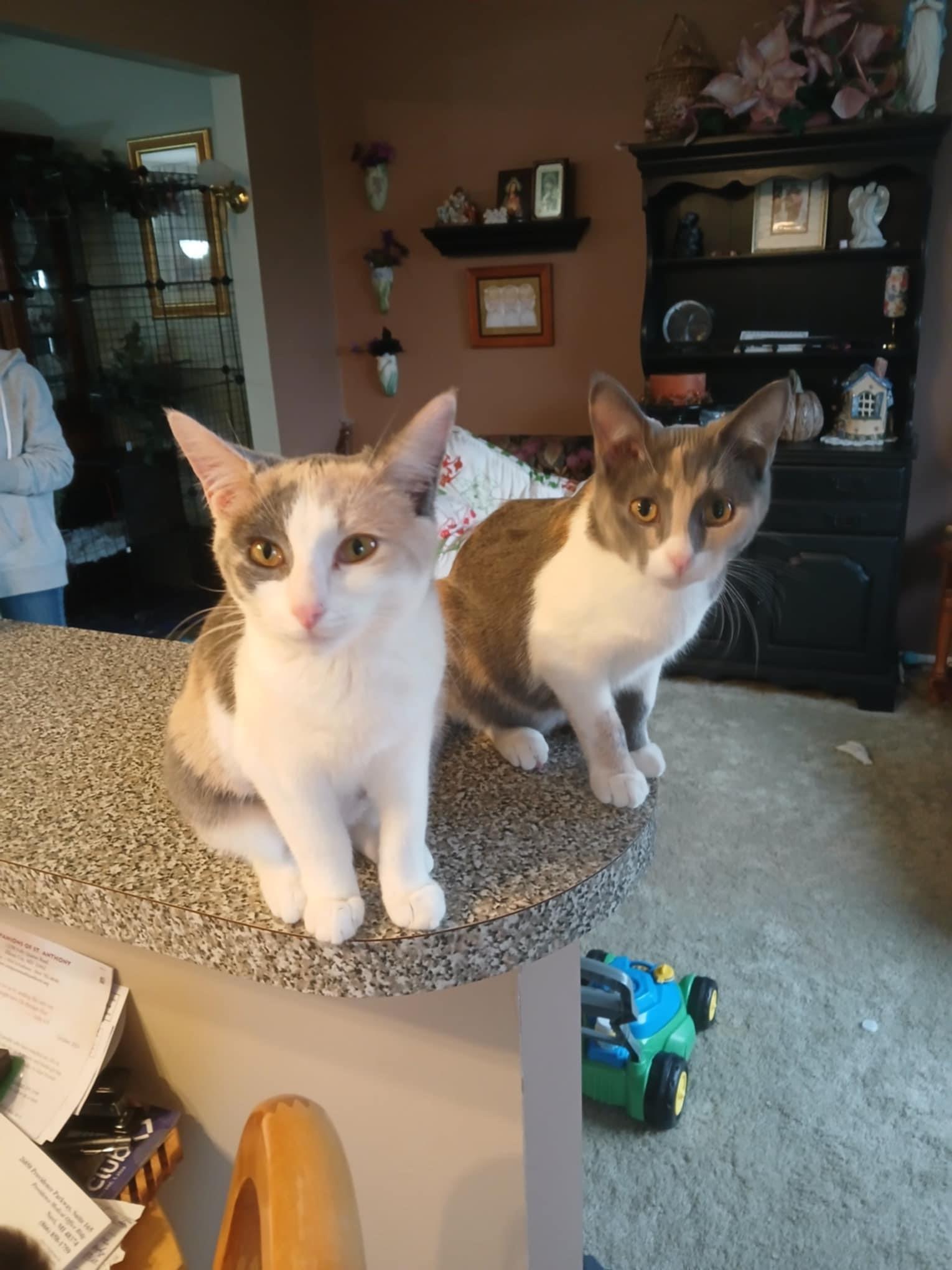 Enlarge Daisy, a Adoptable Domestic Short Hair in Novi, MI image 2/4