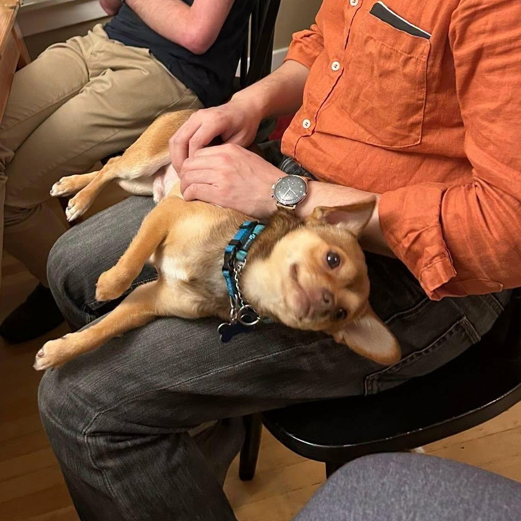 Enlarge Taco, a Adoptable mixed breed in Covington, WA image 3/5