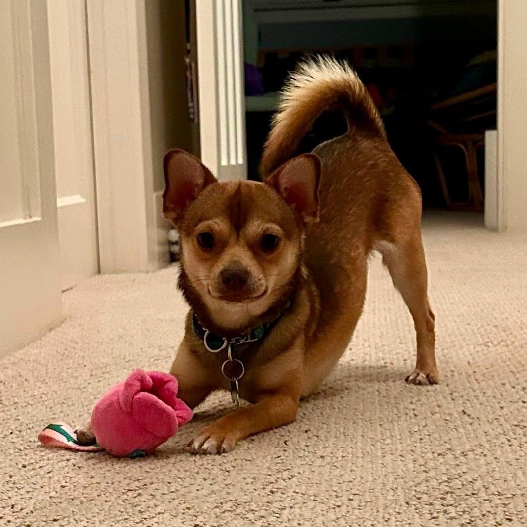 Taco, Adoptable, Young Male Chihuahua.