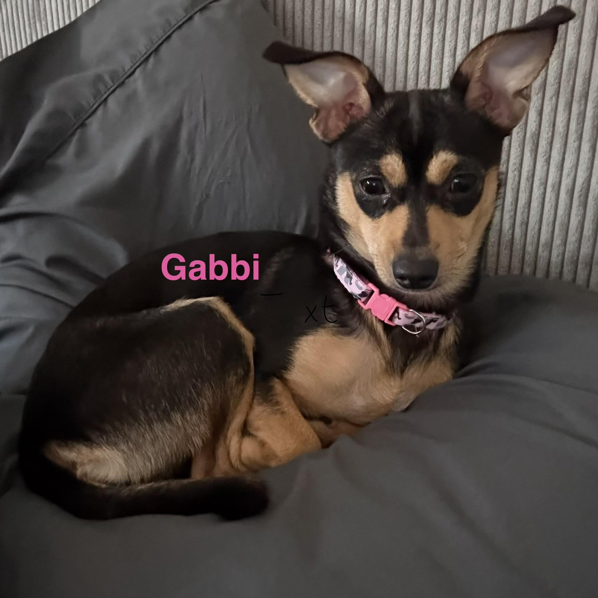 Enlarge Gabbi, a Adoptable Chihuahua in Henderson, NV image 2/2