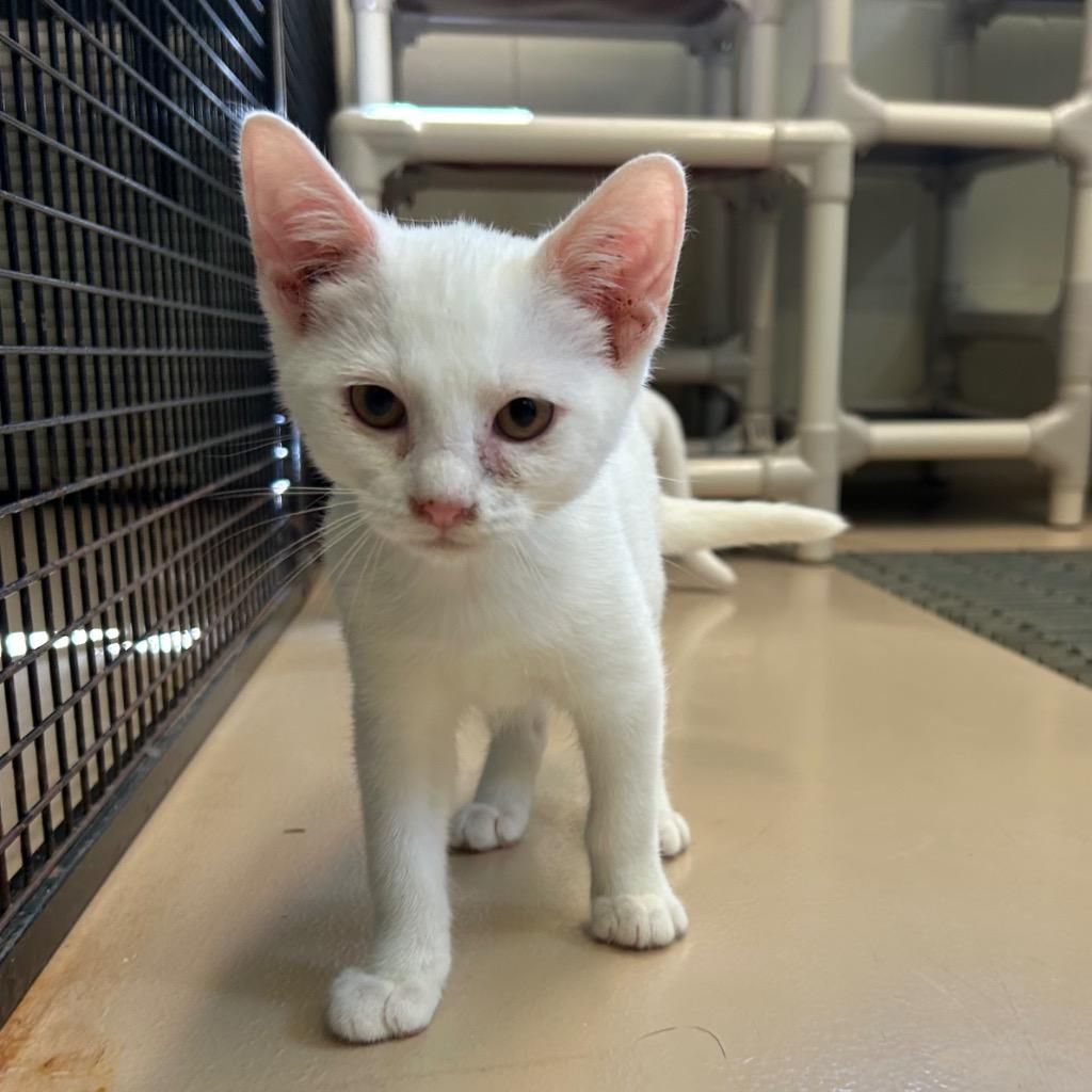 Enlarge Mike, a Adopted mixed breed in Mineral, VA image 1/1