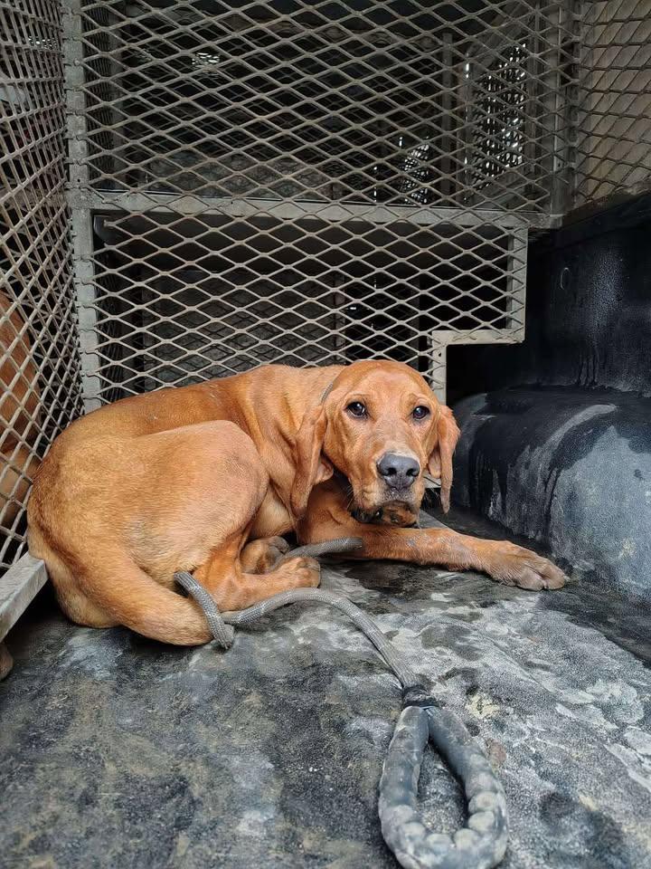 Red, Adoptable, Young Male Redbone Coonhound.