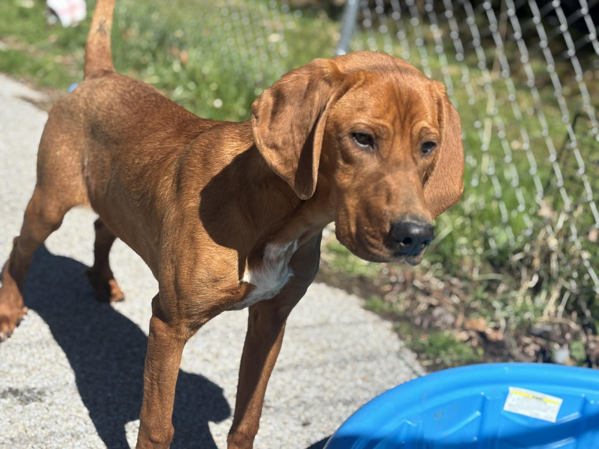 Enlarge Red, a Adoptable Redbone Coonhound in Fayetteville, WV image 2/3