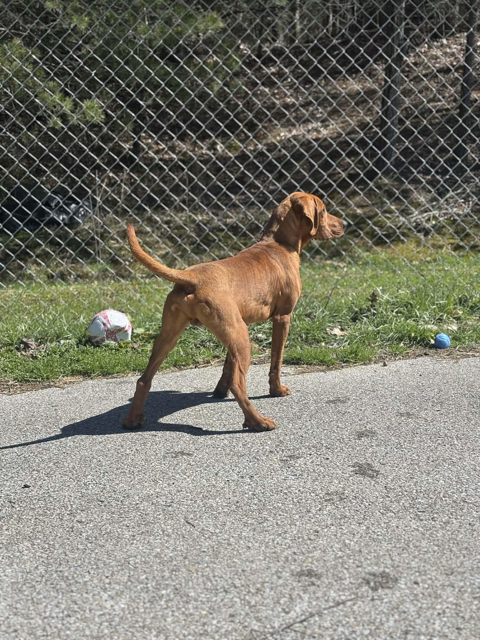 Enlarge Red, a Adoptable Redbone Coonhound in Fayetteville, WV image 3/3