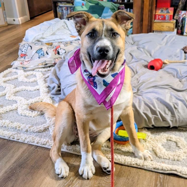 Enlarge Godiva, a Adoptable mixed breed in Avon, OH image 1/6