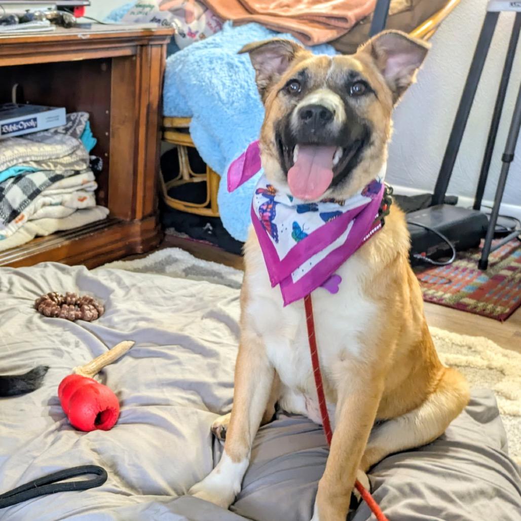 Enlarge Godiva, a Adoptable mixed breed in Avon, OH image 2/6