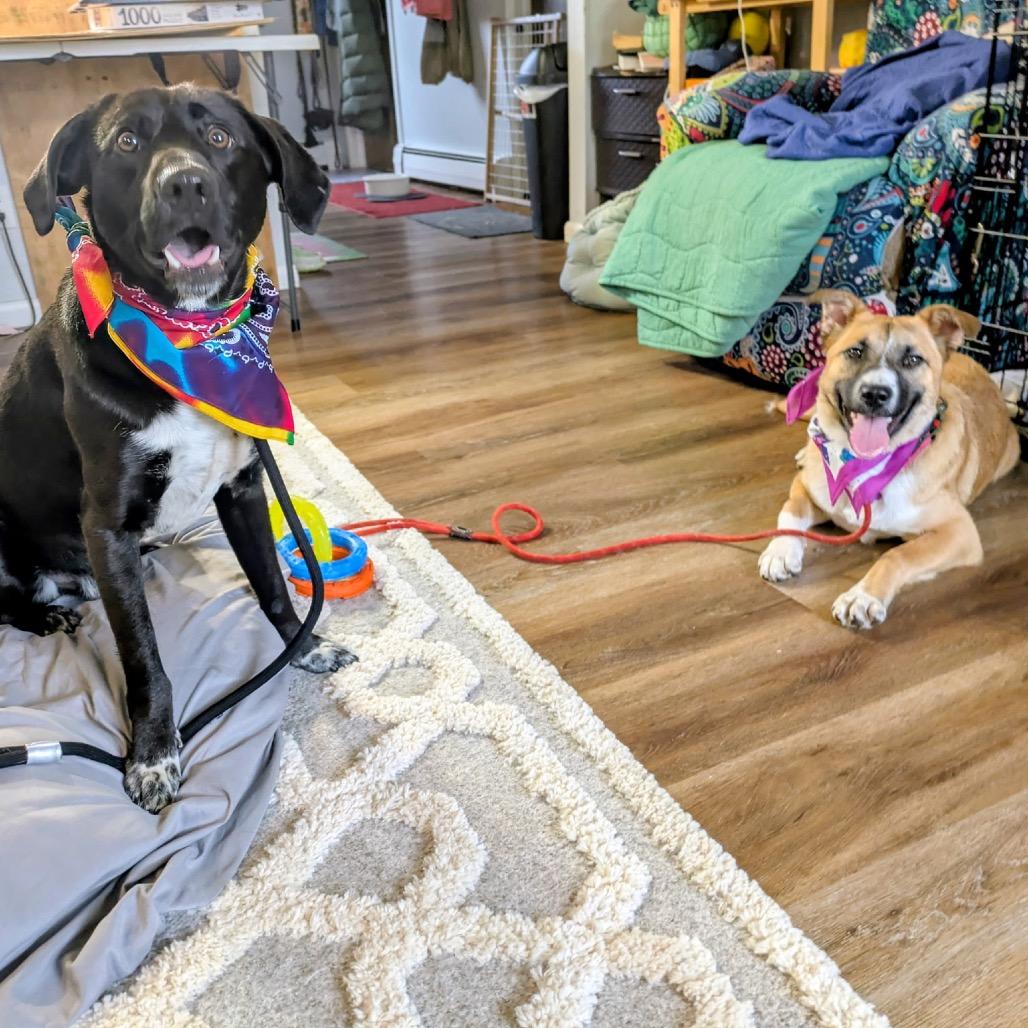 Enlarge Godiva, a Adoptable mixed breed in Avon, OH image 4/6