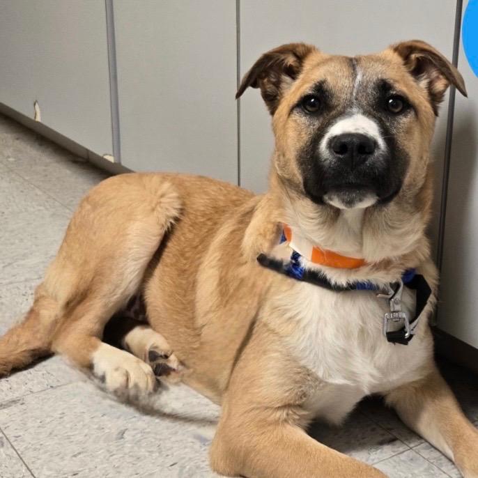 Enlarge Godiva, a Adoptable mixed breed in Avon, OH image 5/6