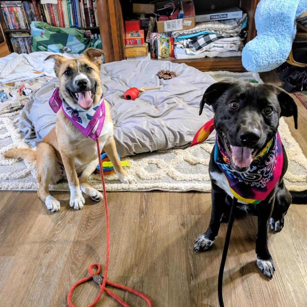 Enlarge Godiva, a Adoptable mixed breed in Avon, OH image 6/6