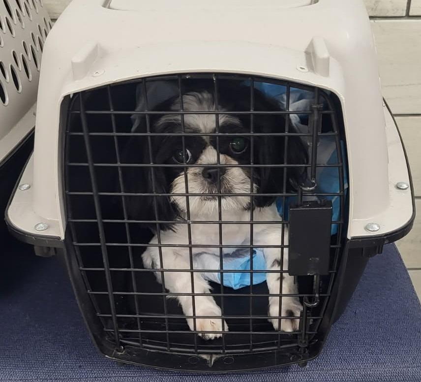 Olivia, Adopted, Young Female Shih Tzu.
