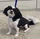 Enlarge Olivia, a Adopted Shih Tzu in Leander, TX image 2/3