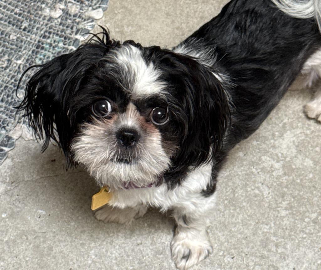 Enlarge Olivia, a Adopted Shih Tzu in Leander, TX image 3/3