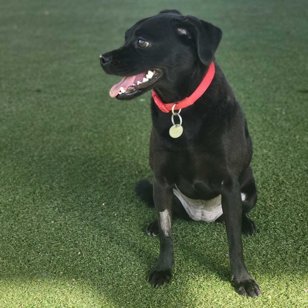 Charlotte, Adoptable, Young Female Chihuahua & Mixed Breed.