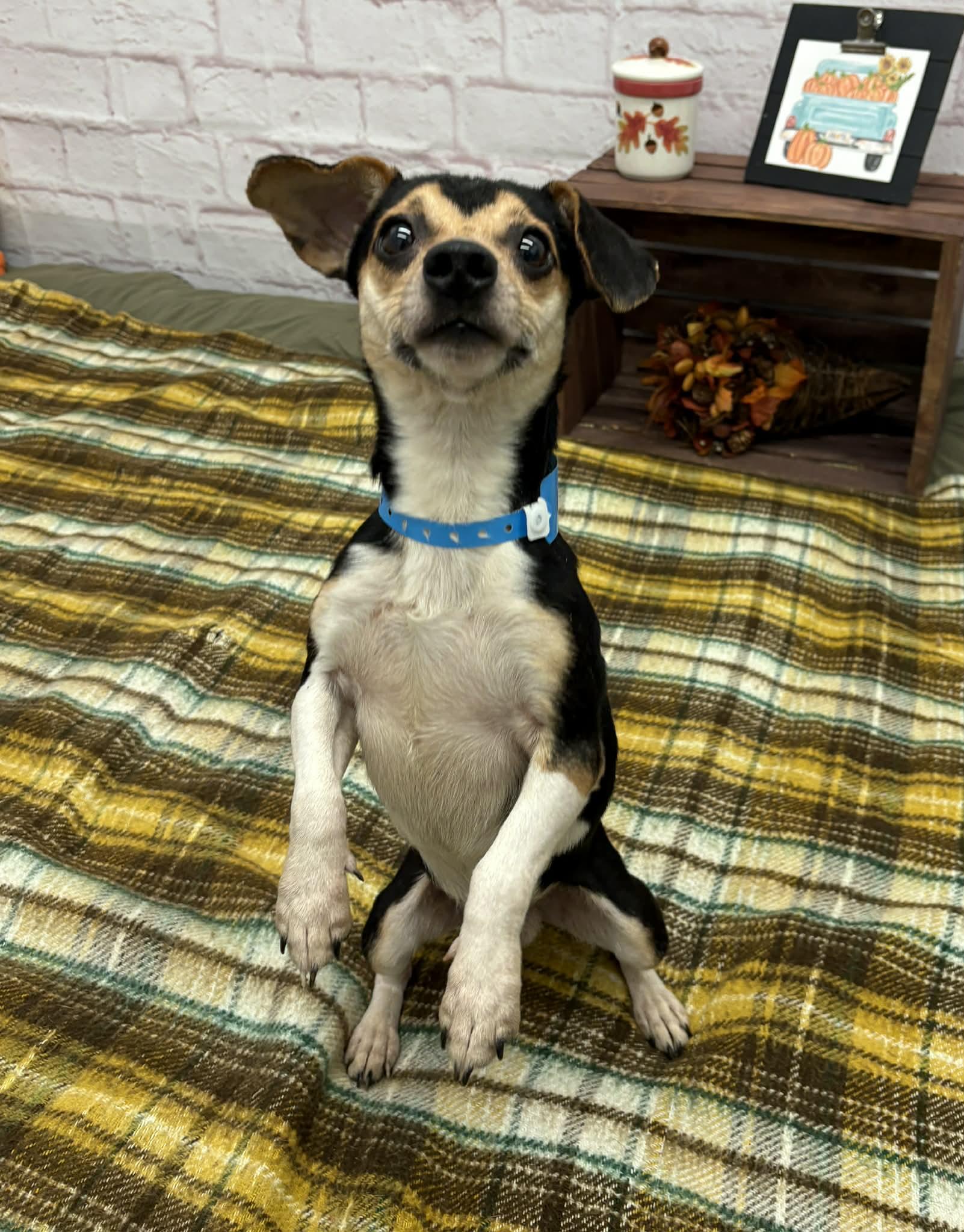 Clark, an adopted mixed breed in Oxford, MI image 3/4