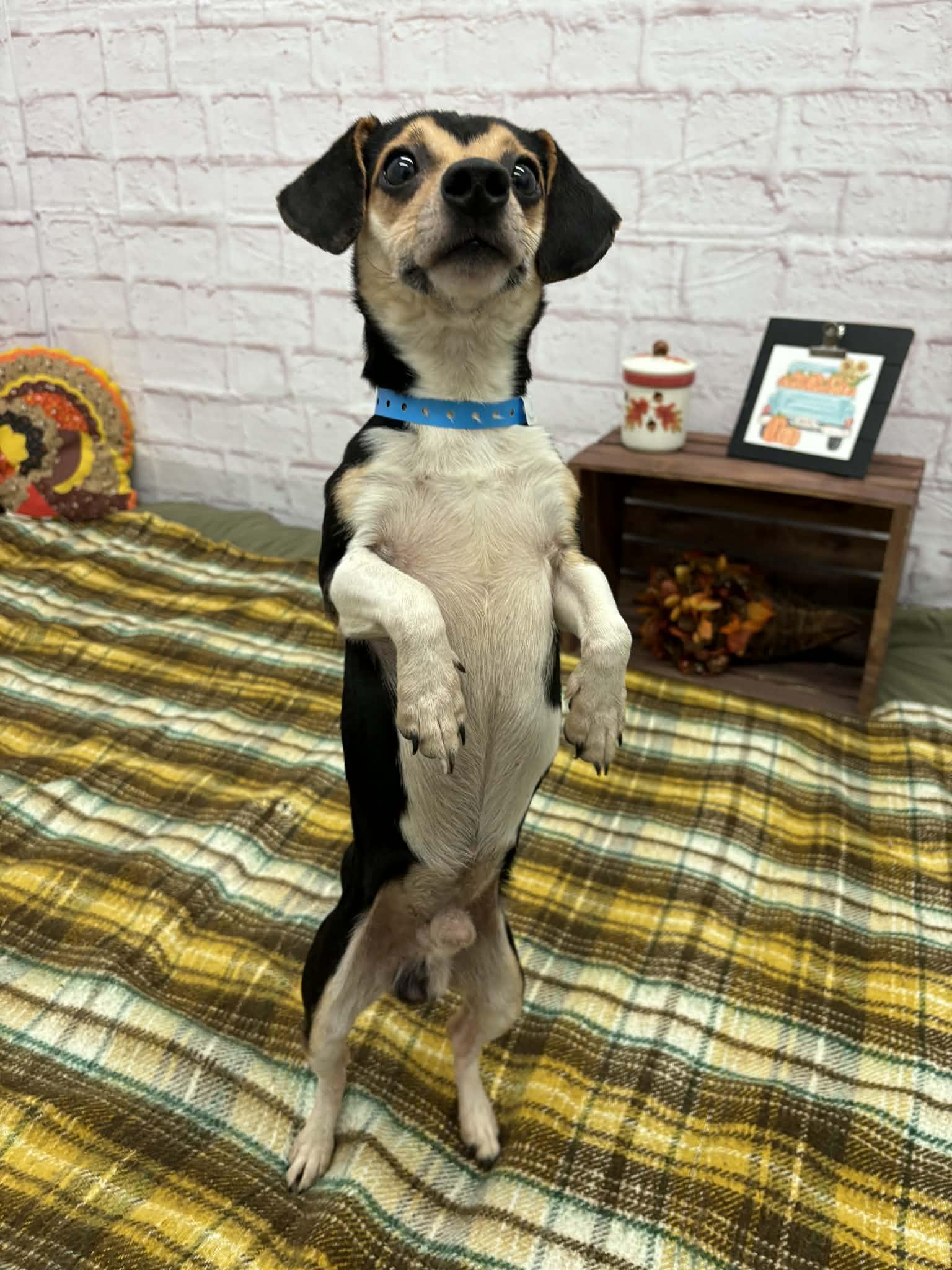 Clark, an adopted mixed breed in Oxford, MI image 4/4