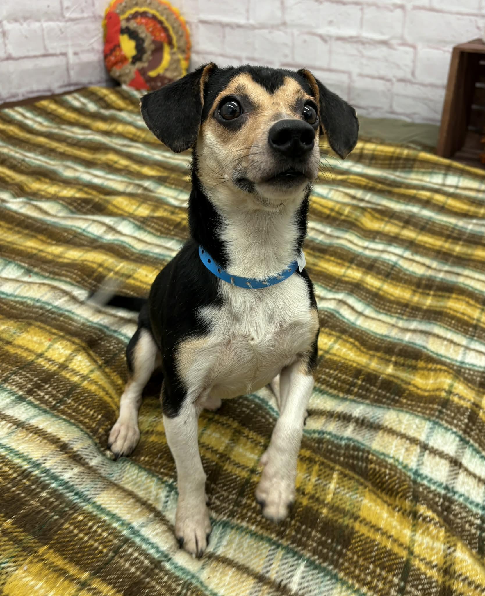 Clark, an adopted mixed breed in Oxford, MI image 2/4