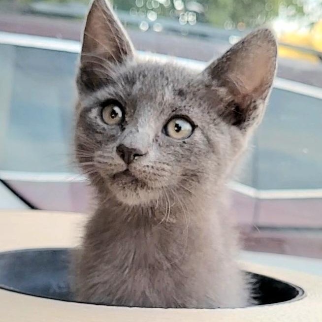 Enlarge Elliott, a Adoptable Domestic Short Hair in Temecula, CA image 1/4