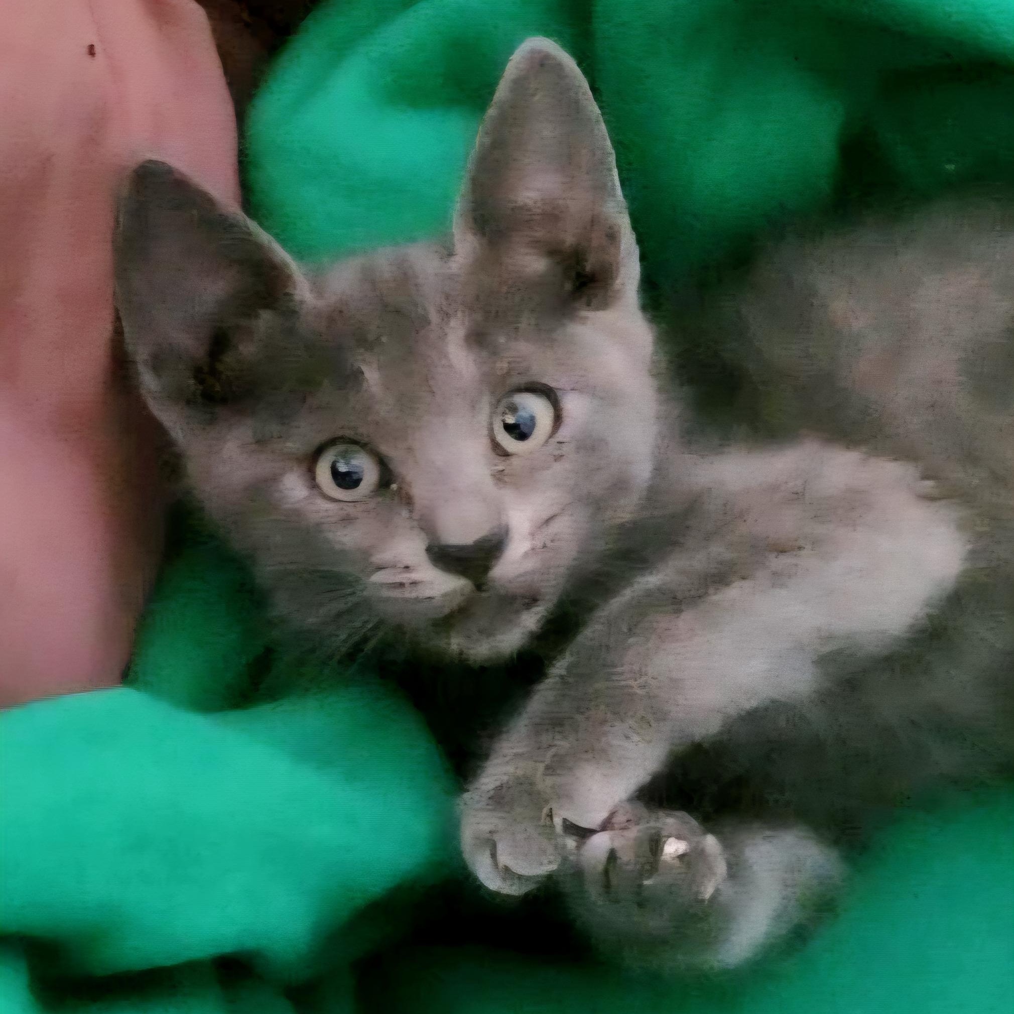 Enlarge Elliott, a Adoptable Domestic Short Hair in Temecula, CA image 2/4