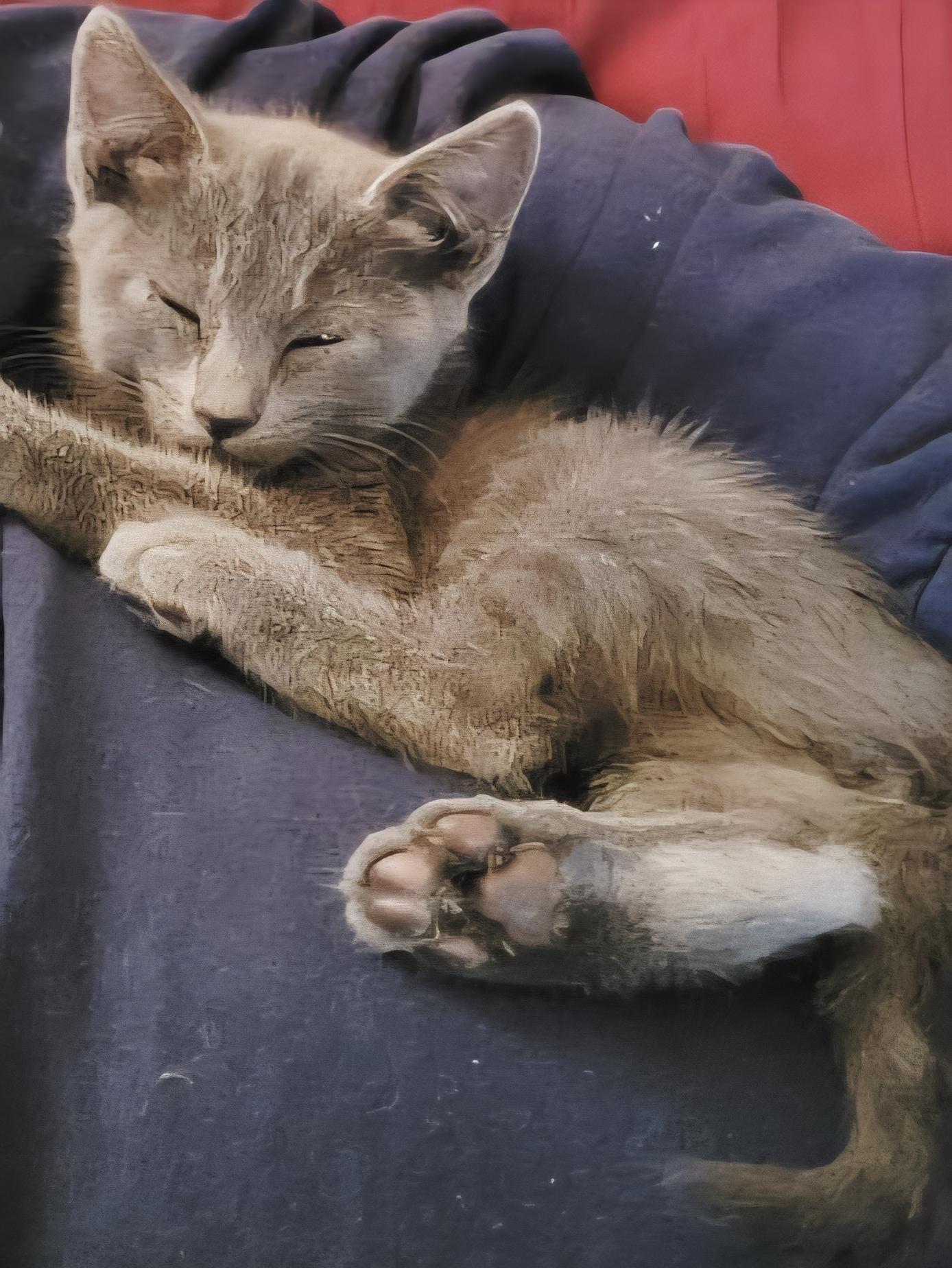 Enlarge Elliott, a Adoptable Domestic Short Hair in Temecula, CA image 3/4