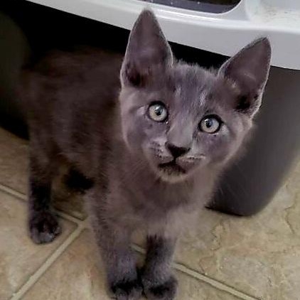 Enlarge Elliott, a Adoptable Domestic Short Hair in Temecula, CA image 4/4