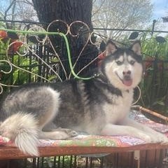 Enlarge Louie, a Adoptable Husky in Dallas, TX image 1/5