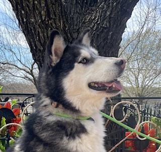 Enlarge Louie, a Adoptable Husky in Dallas, TX image 2/5