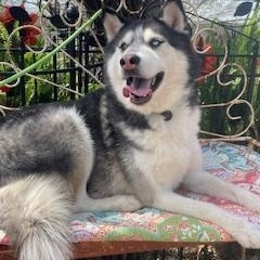 Enlarge Louie, a Adoptable Husky in Dallas, TX image 3/5