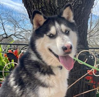 Enlarge Louie, a Adoptable Husky in Dallas, TX image 4/5