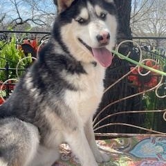 Enlarge Louie, a Adoptable Husky in Dallas, TX image 5/5