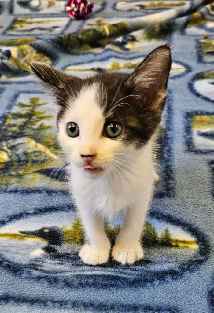 Fred, Adopted, Young Male Domestic Short Hair.