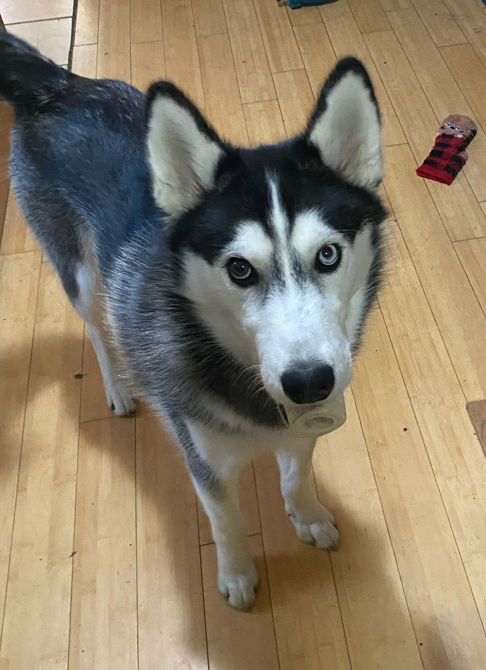 Henry James, a Adoptable Siberian Husky in Lee's Summit, MO image 1/3