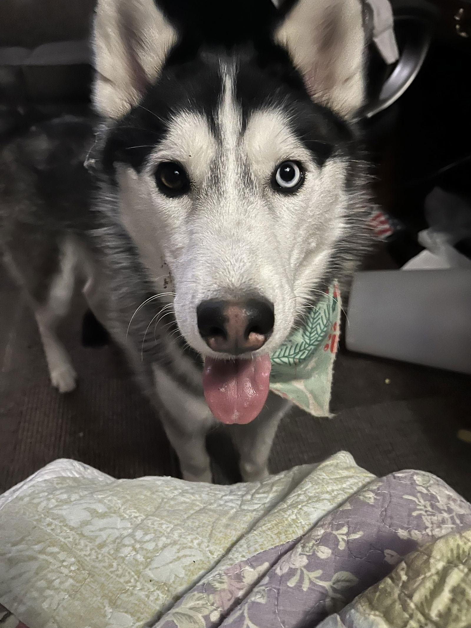 Henry James, a Adoptable Siberian Husky in Lee's Summit, MO image 2/3