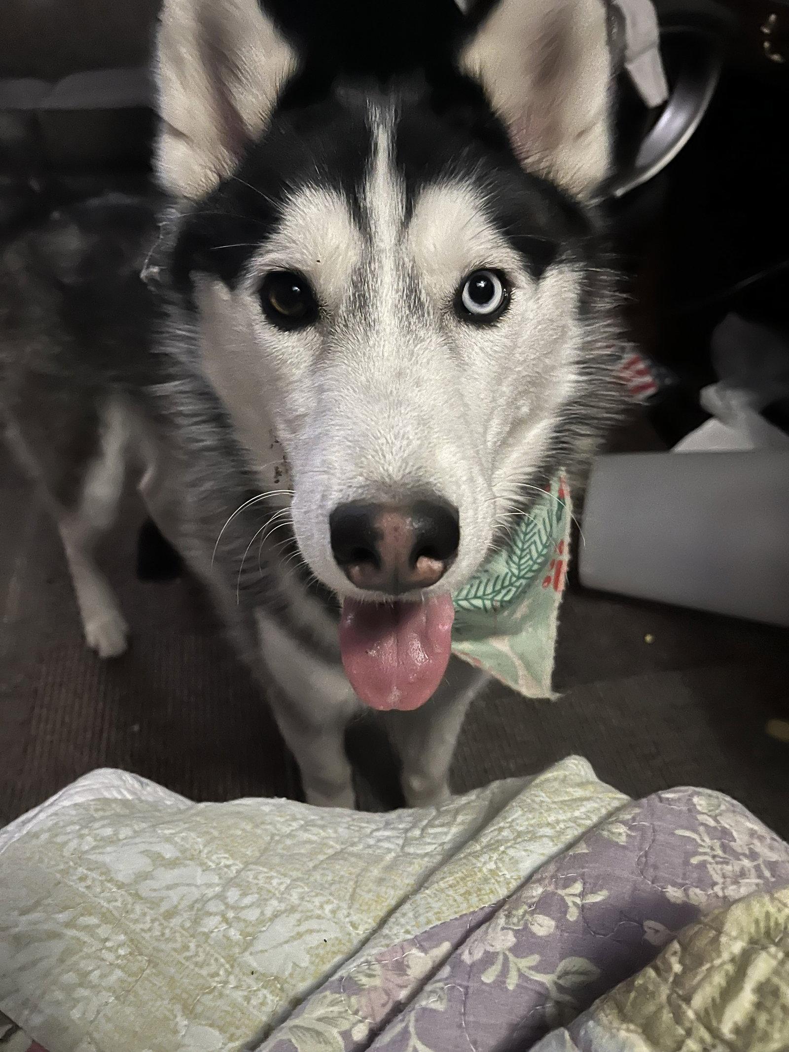 Enlarge Henry James, a Adoptable Siberian Husky in Lee's Summit, MO image 2/3