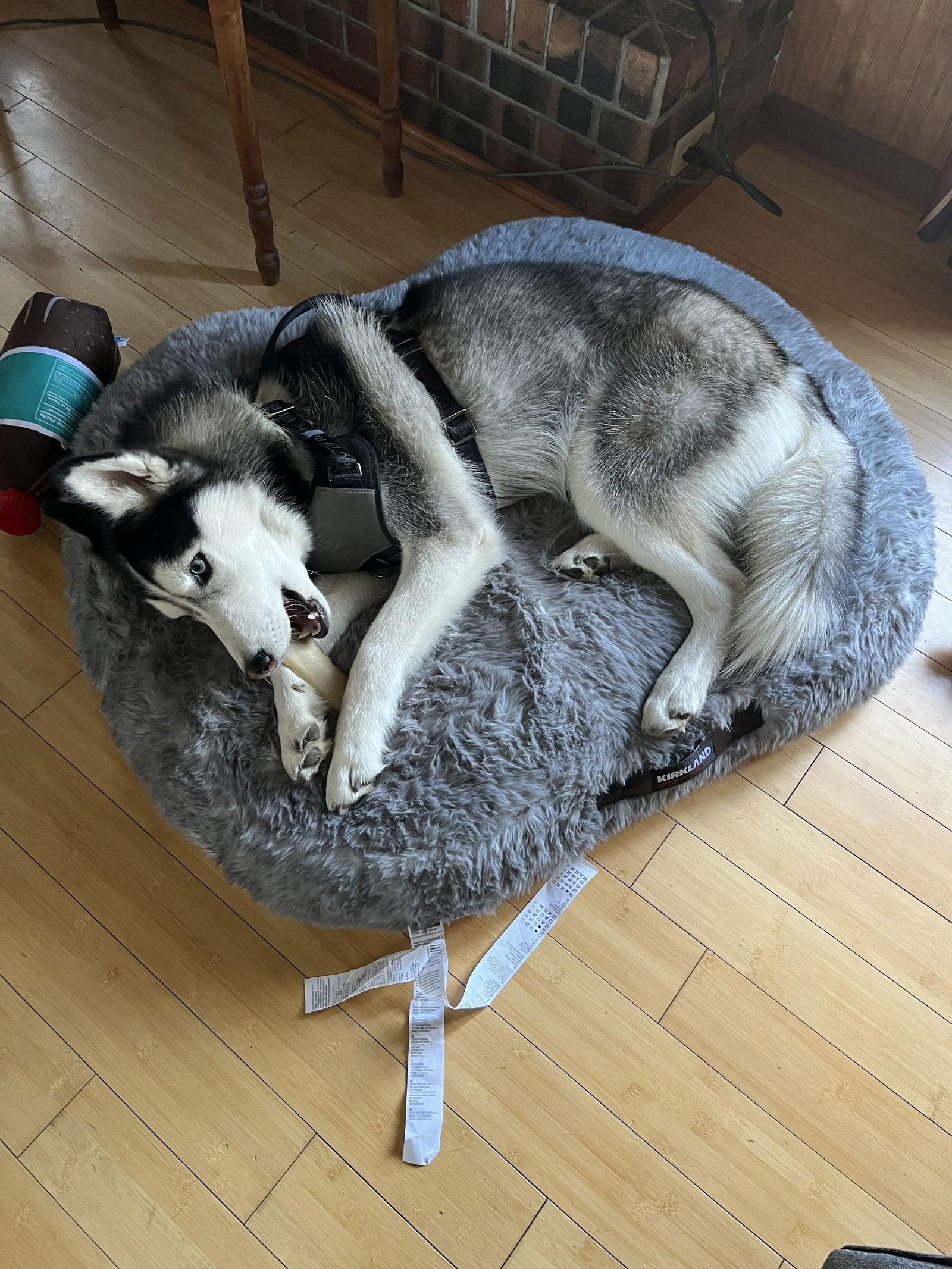 Henry James, a Adoptable Siberian Husky in Lee's Summit, MO image 3/3