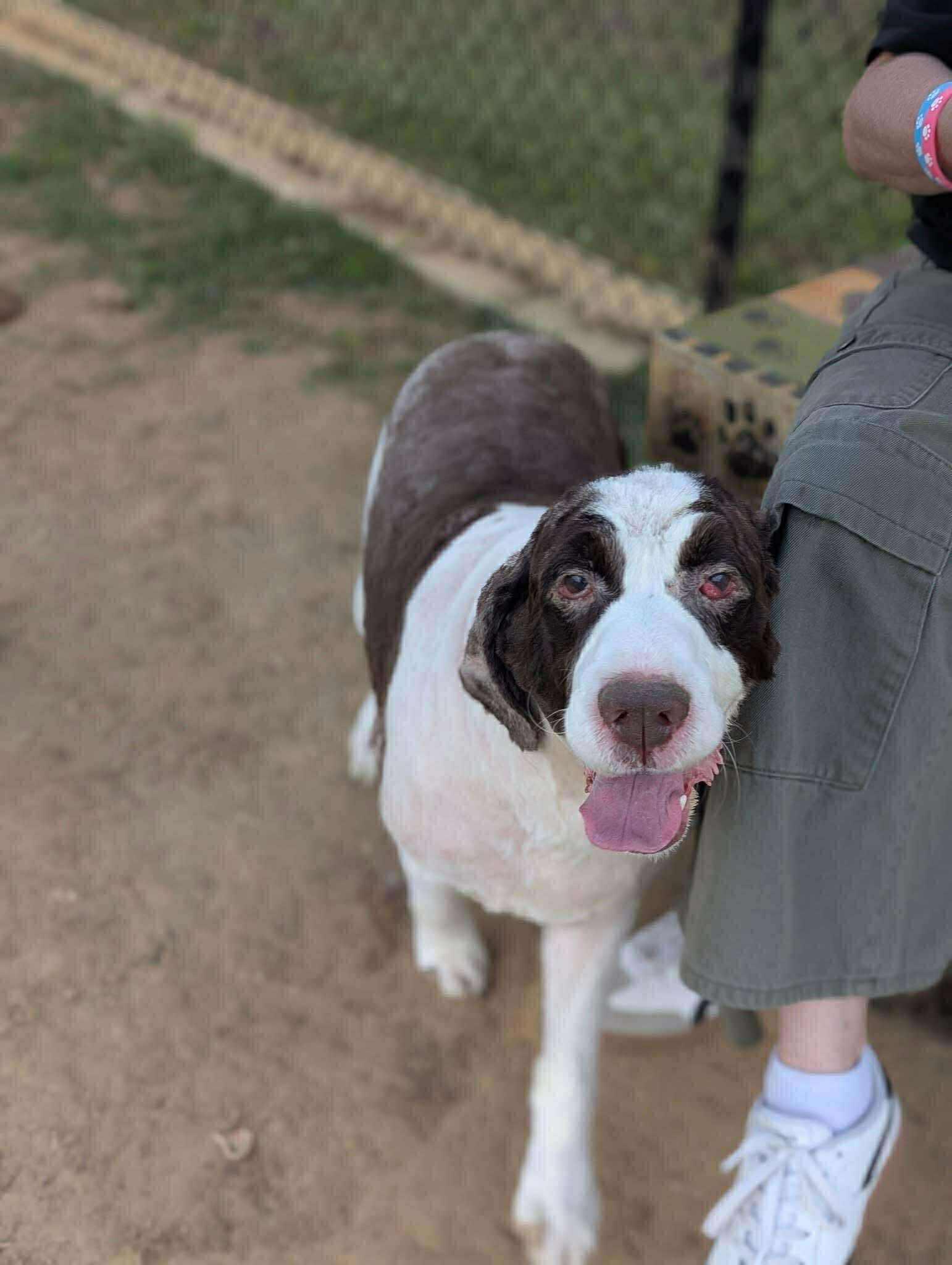 Enlarge Buddy B, a Adopted English Springer Spaniel in Holly Springs, NC image 1/3