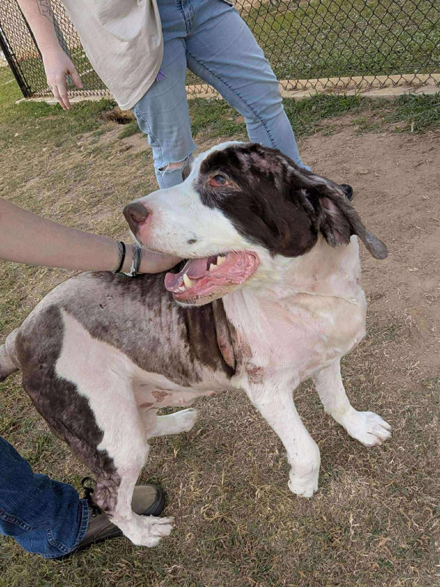 Enlarge Buddy B, a Adopted English Springer Spaniel in Holly Springs, NC image 2/3