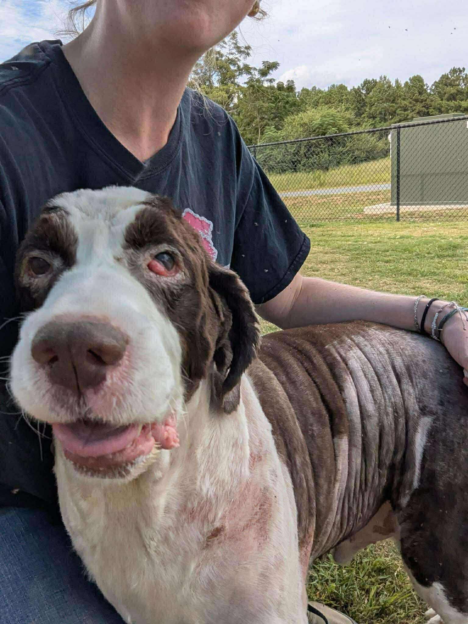 Enlarge Buddy B, a Adopted English Springer Spaniel in Holly Springs, NC image 3/3