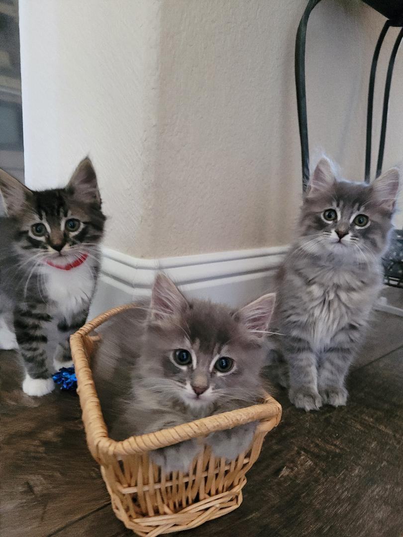 DAWNE, Adopted, Kitten Female Maine Coon & Ragamuffin.