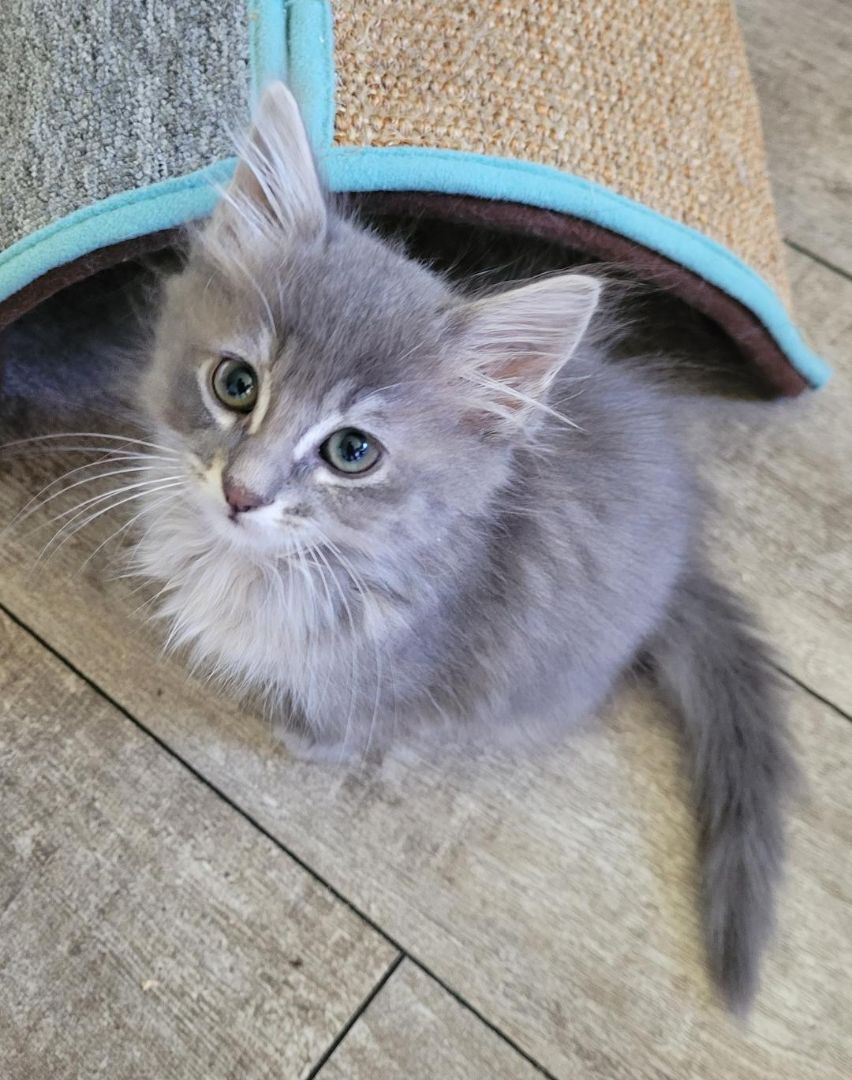 Enlarge DAWNE, a Adopted mixed breed in Escalon, CA image 2/14