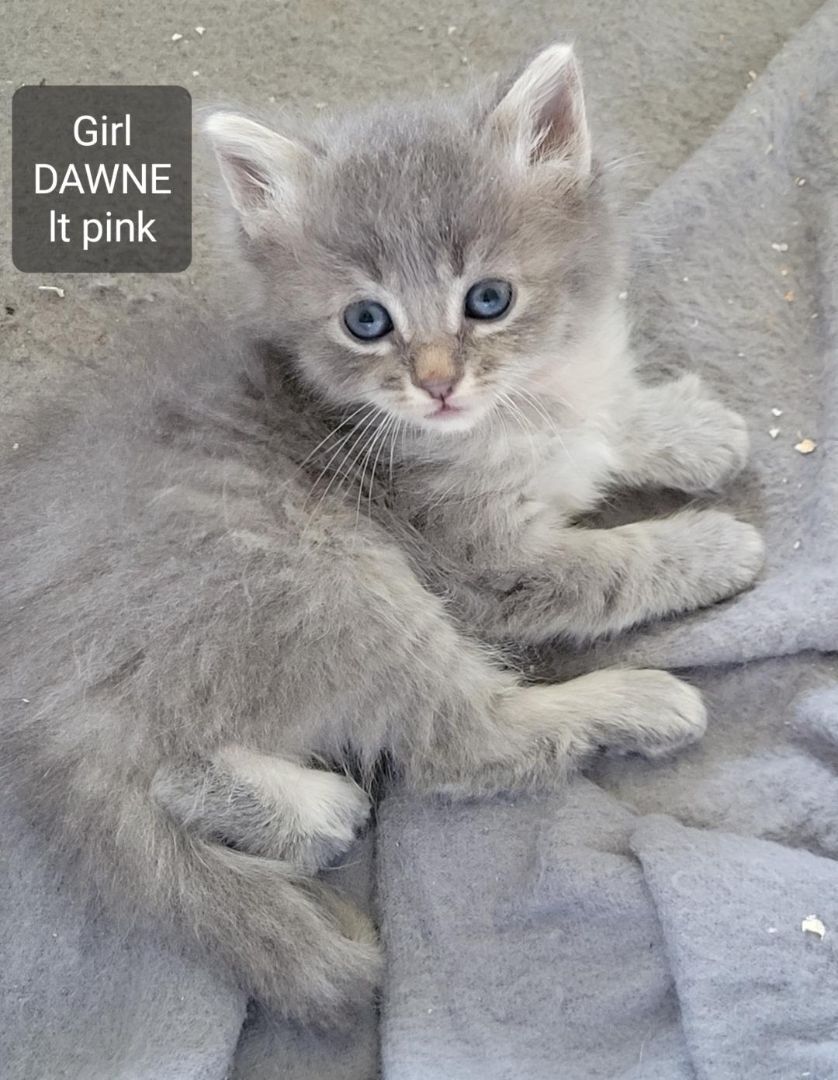 Enlarge DAWNE, a Adopted mixed breed in Escalon, CA image 3/14