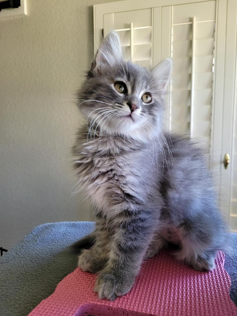 Enlarge DAWNE, a Adopted mixed breed in Escalon, CA image 4/14