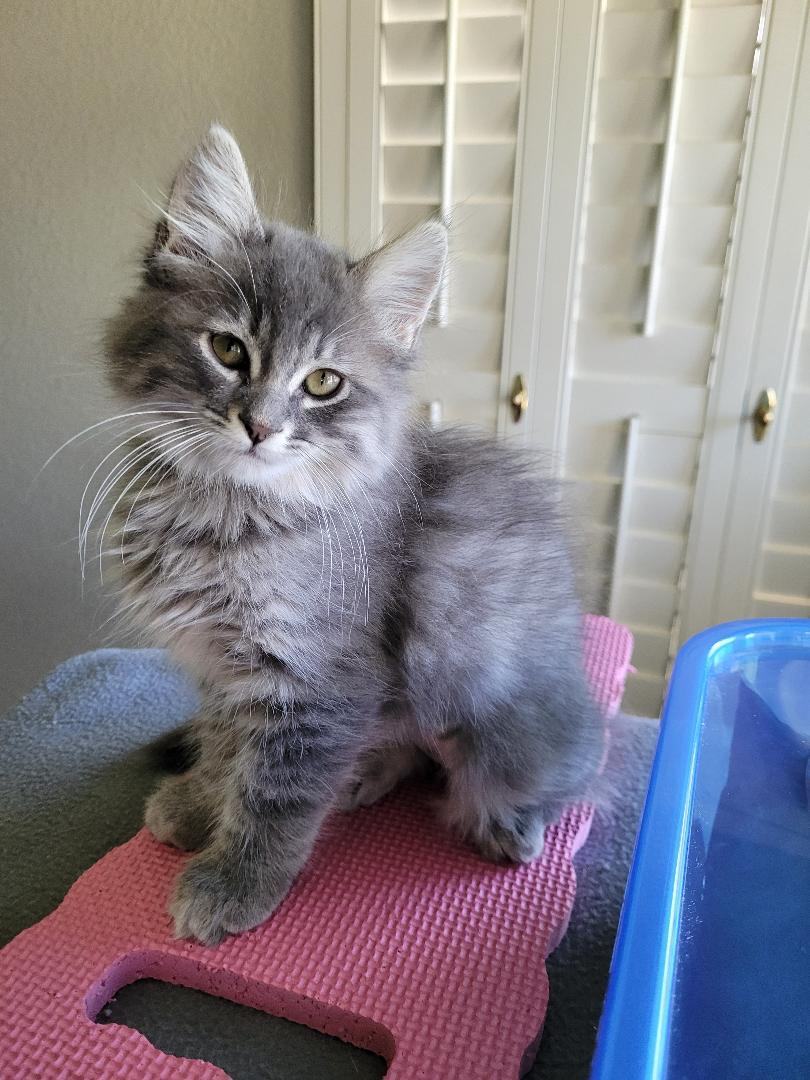 Enlarge DAWNE, a Adopted mixed breed in Escalon, CA image 5/14