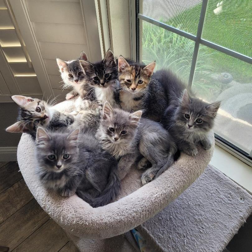 Enlarge DAWNE, a Adopted mixed breed in Escalon, CA image 6/14