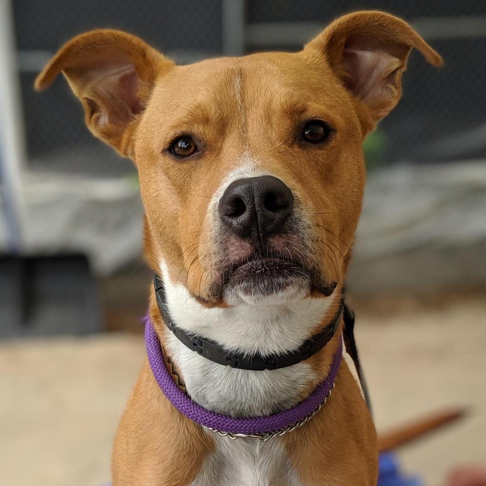 Enlarge Cafe - 17058, a Adoptable mixed breed in Armonk, NY image 1/6