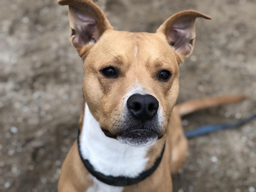 Enlarge Cafe - 17058, a Adoptable mixed breed in Armonk, NY image 2/6