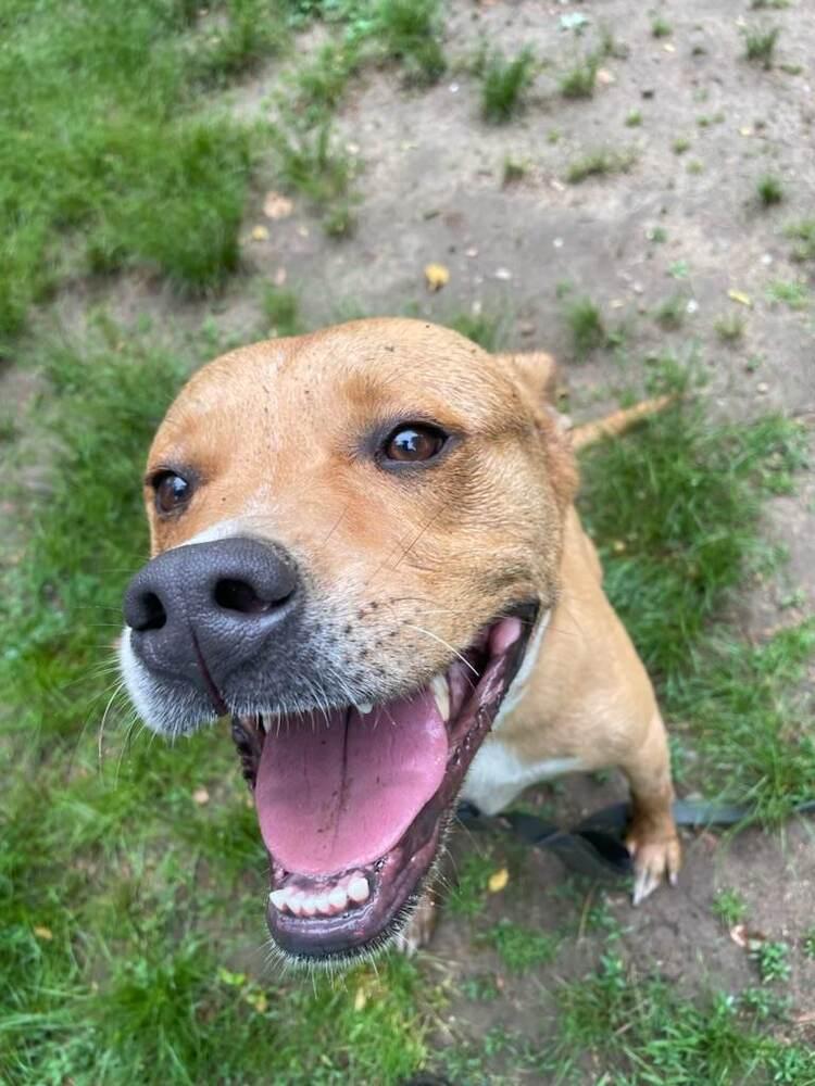 Enlarge Cafe - 17058, a Adoptable mixed breed in Armonk, NY image 4/6