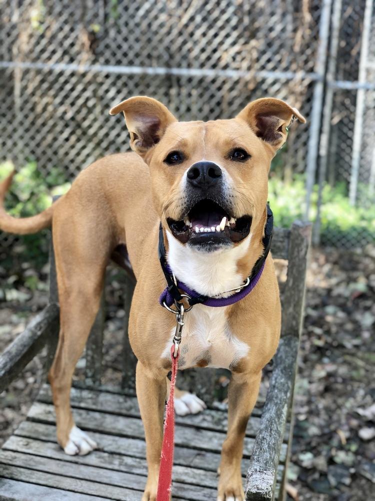 Enlarge Cafe - 17058, a Adoptable mixed breed in Armonk, NY image 5/6